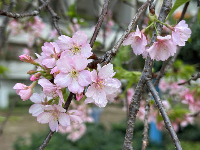 香港好去處 | 坐港鐵屯馬線去賞櫻(三) | 石門安景街公園