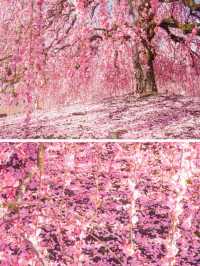 【三重】一生に一度は見たい！梅の絶景