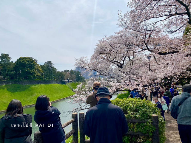 Chidorigafuchi park จุดชมดอกซากุระ ใจกลางโตเกียว