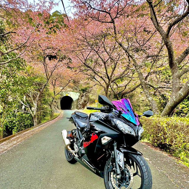 河津桜並木