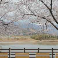 벚꽃 명소 섬진강 벚꽃길