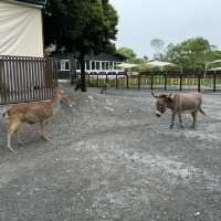 「斑比山丘」觀光農場：$200門票，感受自然和平共處。適合平日遊玩