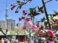 【東京・浅草】これぞ春の浅草寺🌸