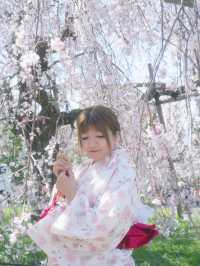 🇯🇵日本八阪神社🌸2024櫻花盛開😍🩷人像篇