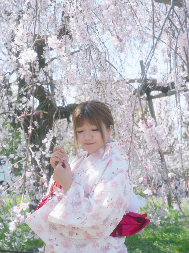 🇯🇵日本八阪神社🌸2024櫻花盛開😍🩷人像篇
