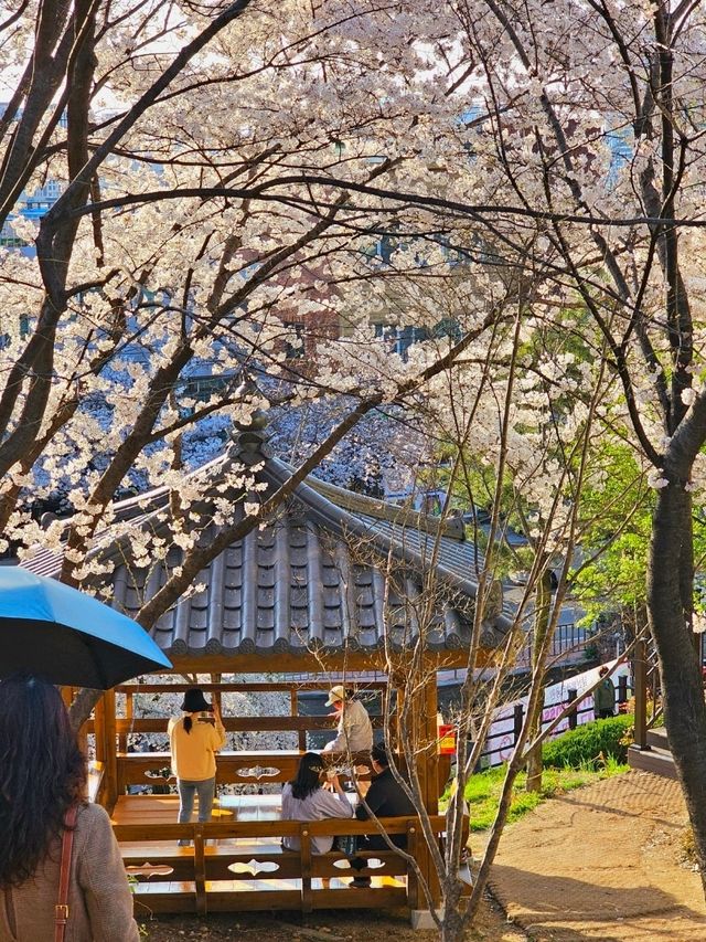 앞산빨래터공원 수양벚꽃 늘어진 곳