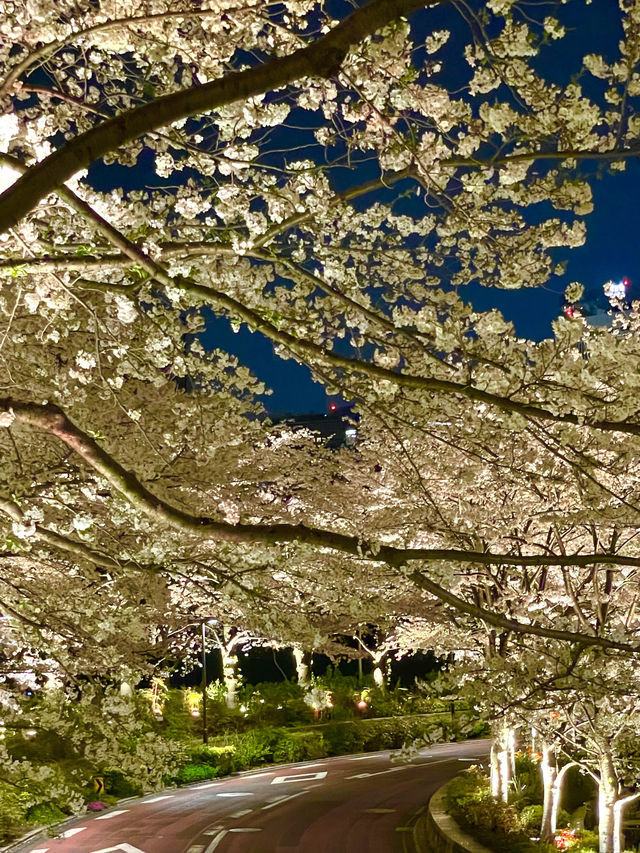【東京ミッドタウン/東京都】200mの桜並木を昼も夜も堪能