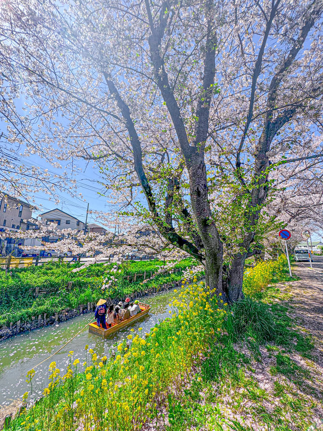 🌸桜を見ながら和船に乗れる📍川越氷川神社　裏手にある新河岸川で花筏（はないかだ）体験