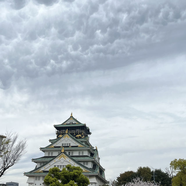 大阪城公園🌸お花見