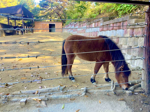 Cheongju Zoo