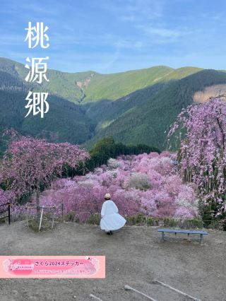 여기는 모모겐 고 🌸 한 번은 방문하고 싶은 절경 🌸 타카미의 고 🥰