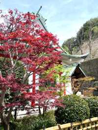 【嚴島神社/神奈川県】インパクトある桜がお出迎え