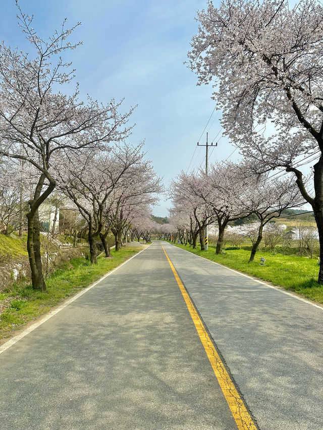 벚꽃과 수선화를 볼 수 있는 거북이마을 🌸🌼