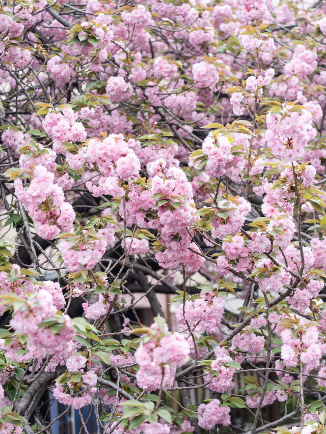 【東京都/中目黒】ソメイヨシノだけじゃない！中目黒で見つけた満開の桜