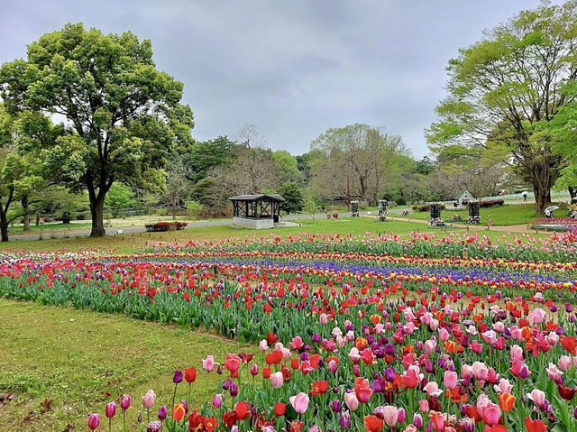 Showa Kinen Tulip Park