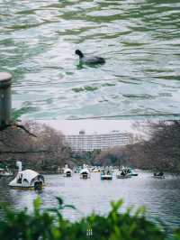 🌸 ปั่นเรือหงส์ ชมซากุระที่ Inokashira Park