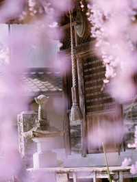 【栃木】樹齢200年の枝垂れ桜