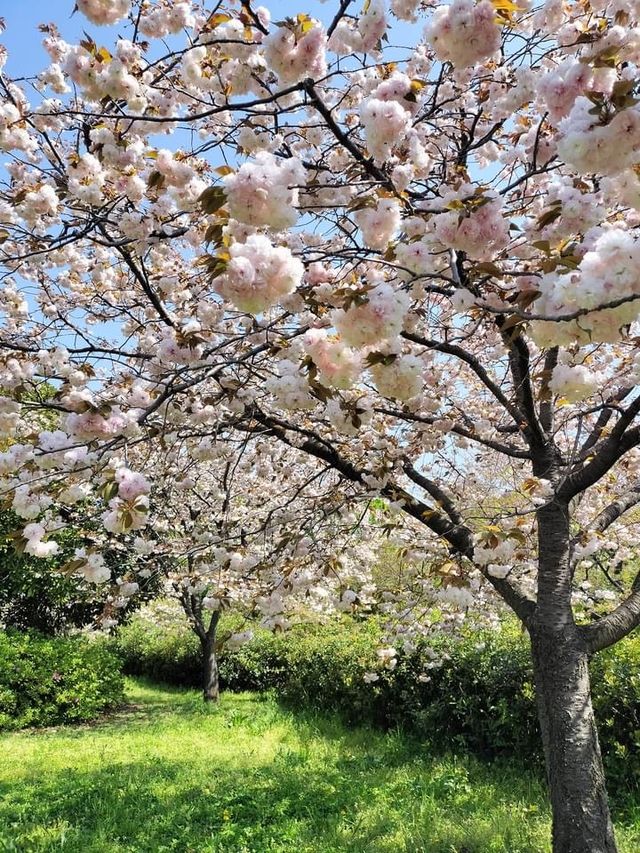 舍人公園櫻花