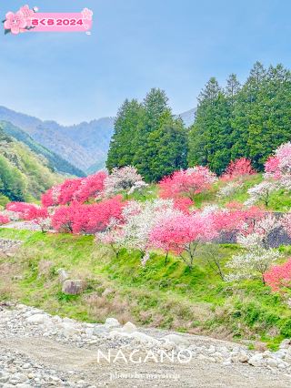 【長野】一生必去一次的日本第一桃花源