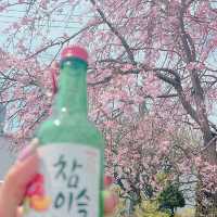 枝垂れ桜のお花見