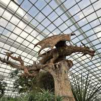 景點-新加坡🇸🇬三大植物園［濱海灣花園雲霧林、花穹、胡姬花園］