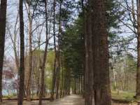 【首爾景點】「汝矣島公園」：首爾市中心清幽綠洲🌳，享受大自然，令人感到份外滿足‼️