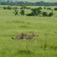 Jw Marriott masai Mara 