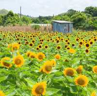 元朗信芯園太陽花節