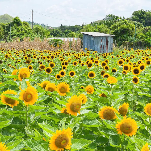 元朗信芯園太陽花節