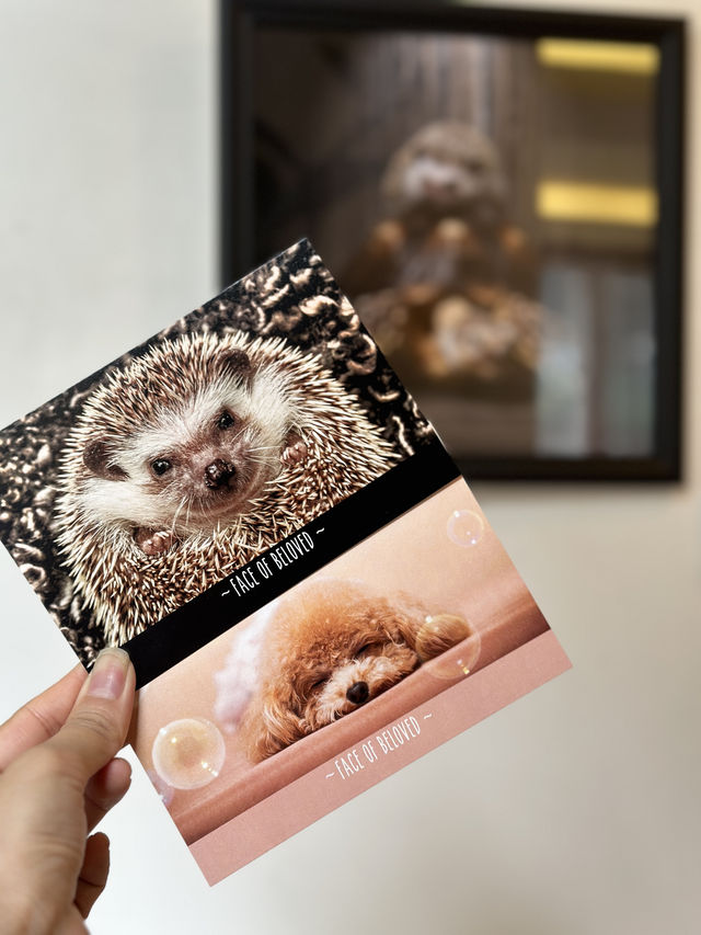 6️⃣月中環看展- 迷你中環寵物攝影展🐶🐱