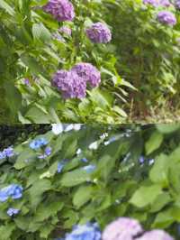 上野恩賜公園の紫陽花