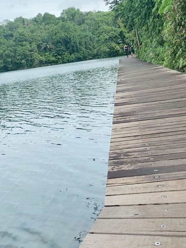 🇸🇬 Nature walk at Lower Peirce Reservoir Park, Singapore