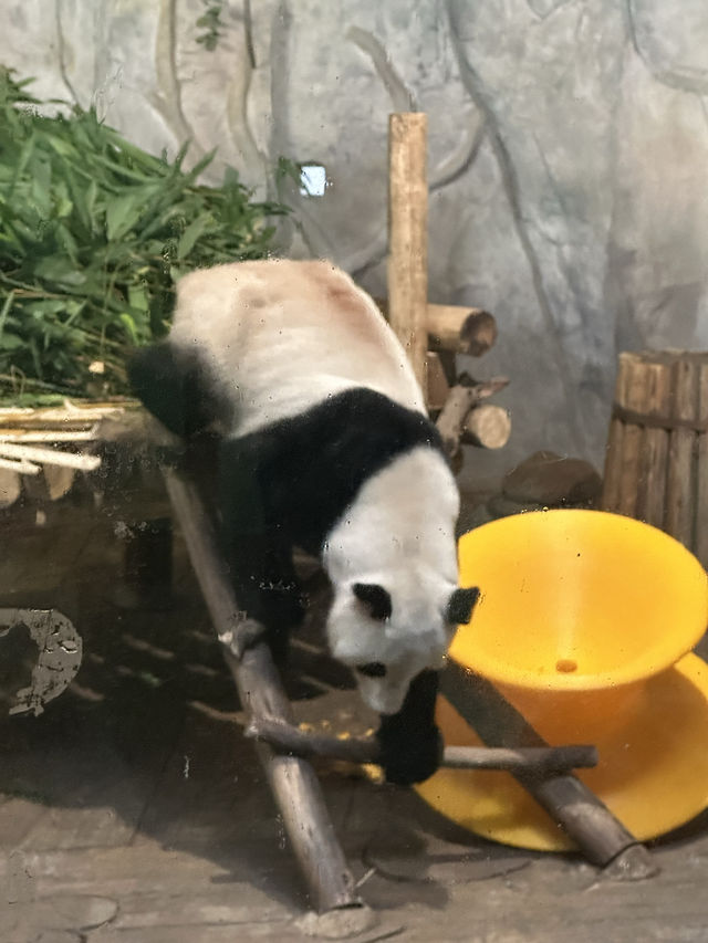 深圳野生動物園：保護與觀賞，充滿教育價值