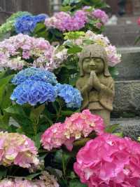 圧巻！大仏様とカラフルな紫陽花のコラボ🤗💠💐✨