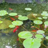 【鎌倉】長谷寺のあじさい！人気の紫陽花路を散策