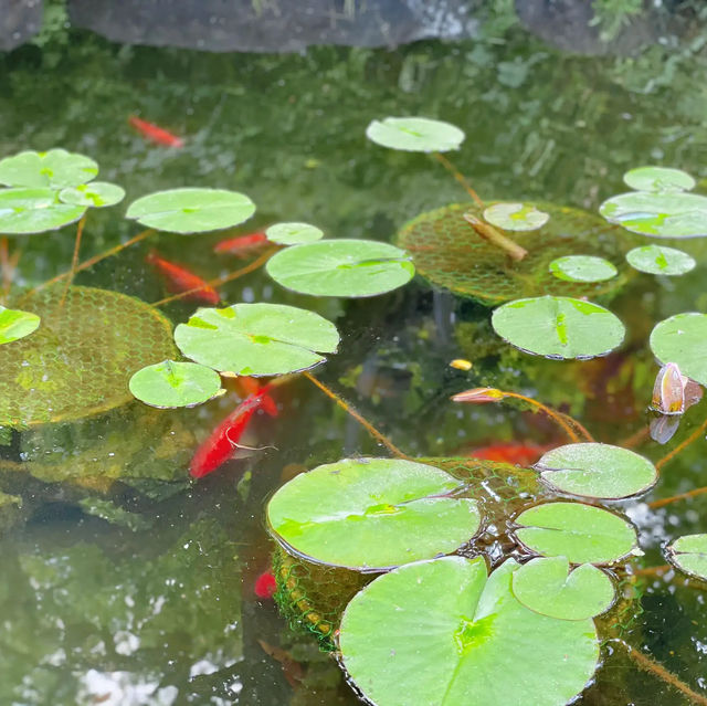 【鎌倉】長谷寺のあじさい！人気の紫陽花路を散策