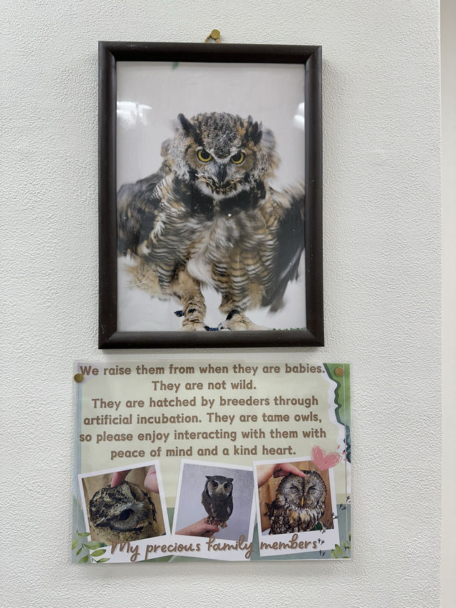 新宿貓頭鷹咖啡廳🦉，超過10隻貓頭鷹🦉等你來！