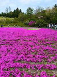 〜山梨県〜目が覚める👀日本一の絶景スポット🌸富士芝桜祭り✨