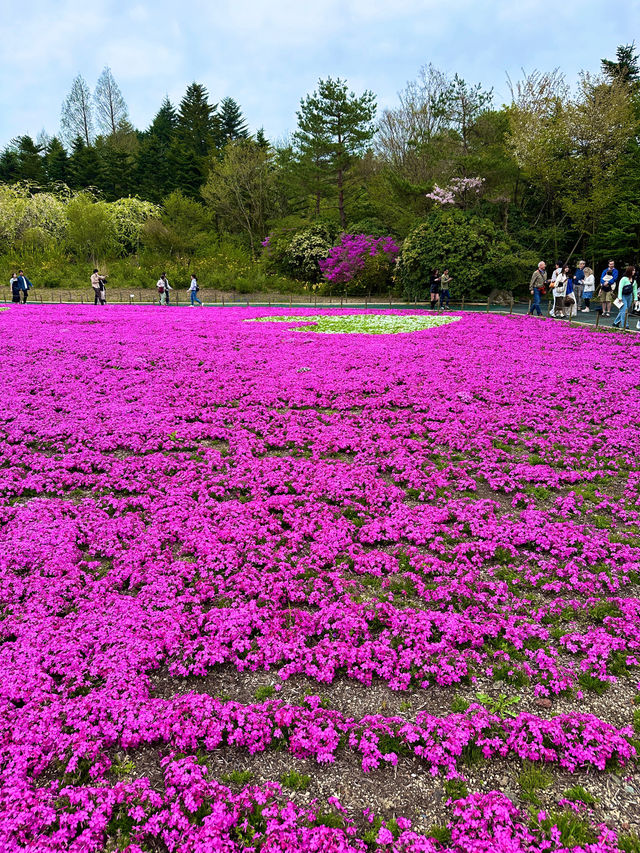〜山梨県〜目が覚める👀日本一の絶景スポット🌸富士芝桜祭り✨