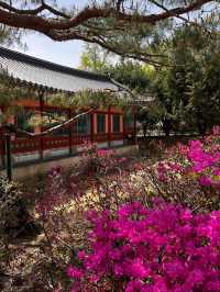 Discover the Majesty of Gyeongbokgung Palace 🇰🇷🏯