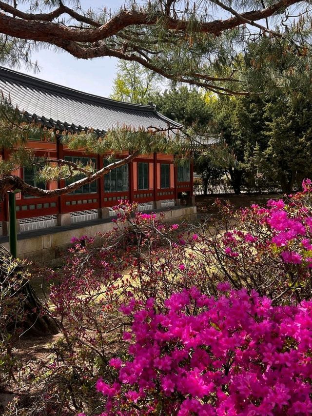 Discover the Majesty of Gyeongbokgung Palace 🇰🇷🏯