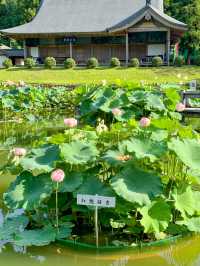 【福井 南越前町】美しいハスの花が咲き誇る「花はす公園」⛲️