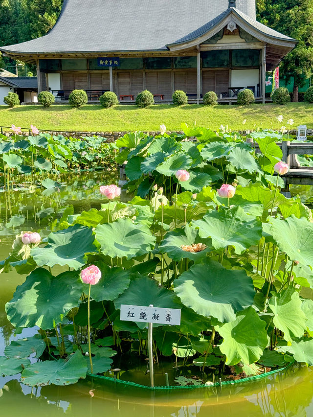 【福井 南越前町】美しいハスの花が咲き誇る「花はす公園」⛲️