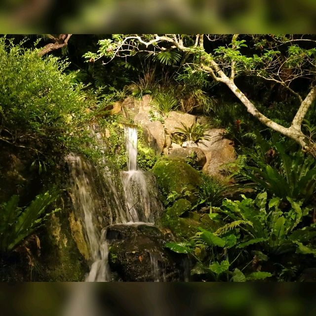 沖繩人氣阿古豬餐廳🤤