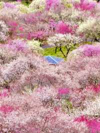 〜三重県津市〜絶景！いなべ梅林公園