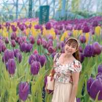 Miracle of Natural Rayong สวนดอกไม้เมืองหนาว
