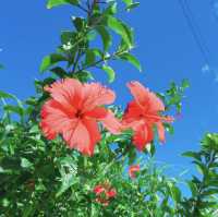 沖縄県🌺宮古島