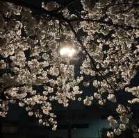 名古屋名城公園：親子賞櫻好去處，適合春天戶外活動