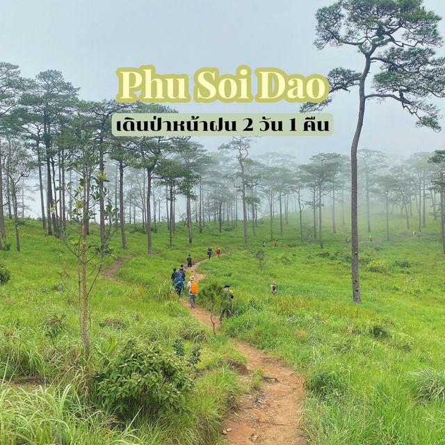 ภูสอยดาว - พิชิตลานสน ชมดอกหงอนนาค
