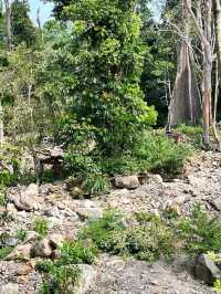 Hutan Lipur Batu Hampar